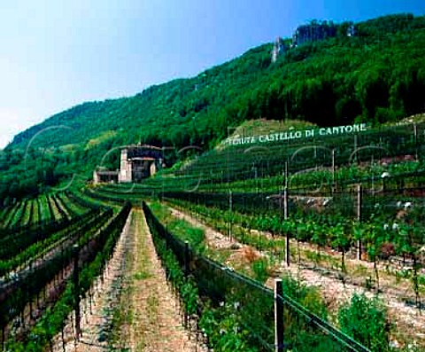 Vineyard covered in netting  Tenuta Castello di Cantone Mendrsio Ticino   Switzerland    Ticino
