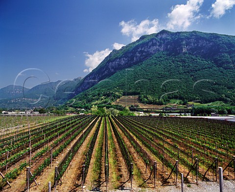 Vineyard covered in netting  Tenuta Castello di Cantone Mendrsio Ticino   Switzerland    Ticino