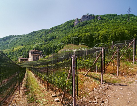 Vineyard covered in bird netting at Tenuta Castello di Cantone Mendrsio Ticino   Switzerland  Ticino