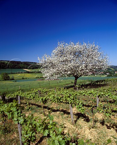 Springtime apple blossom in small vineyard near   Clairvaux Aube France