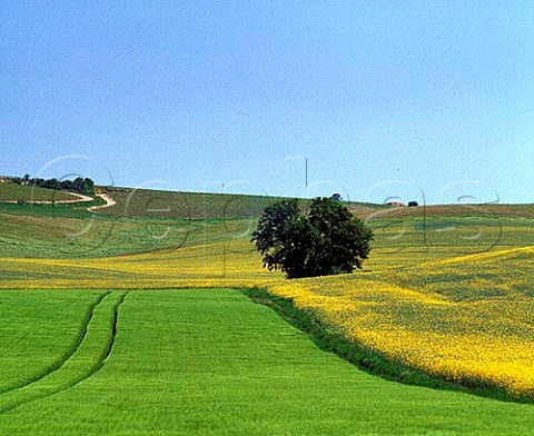 Mustard field and vineyard at ChampignollezMondeville Aube France    Champagne