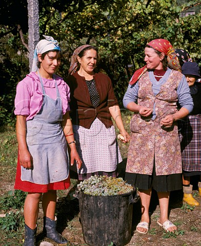 Women with harvested grapes Amarante Minho   Portugal  Vinho Verde