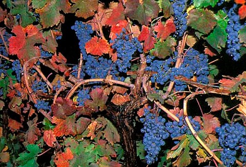 Merlot grapes of Vina Orientale San Clemente Chile