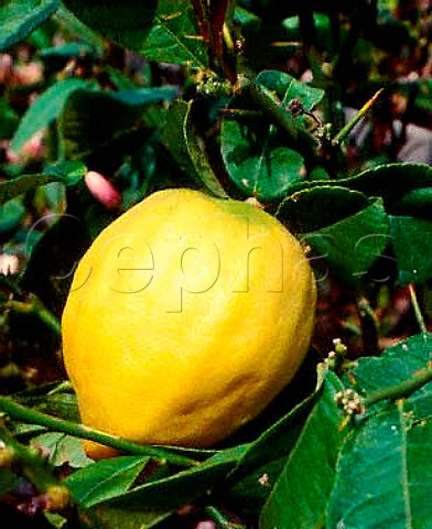 Citrus Medica Malum Felix  very large   citrus fruit much prized for its perfume  Verbicaro Calabria Italy