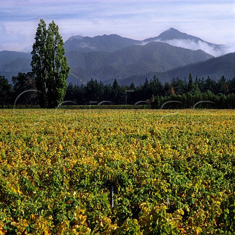 Widows Block vineyard of Cloudy Bay with Richmond Ranges beyond  Marlborough New Zealand