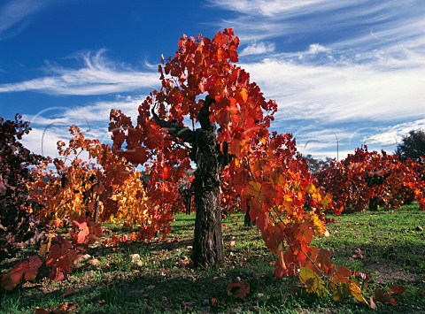 Old Zinfandel vines in the autumn by the Silverado Trail near Calistoga Napa Valley California