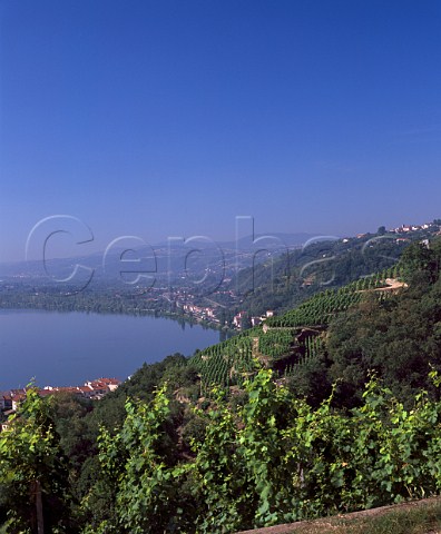 View onto La Maladire vineyard and the River Rhne   from above Condrieu Rhne France    AC Condrieu