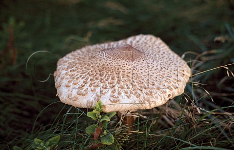Parasol Mushroom  Lepiota procera