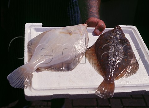 Fishmonger holding two Plaice on a tray  Kingston upon Thames market Surrey England     
