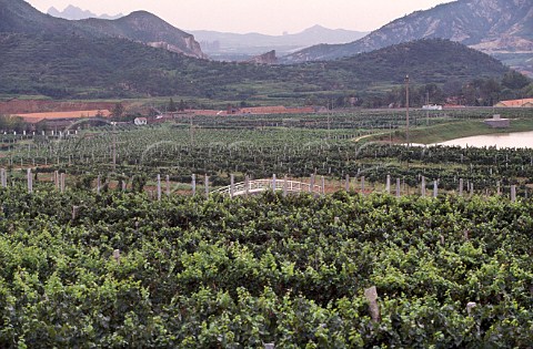 Huadong Winery and vineyards  Qingdau China