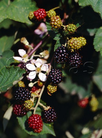 Blackberries growing