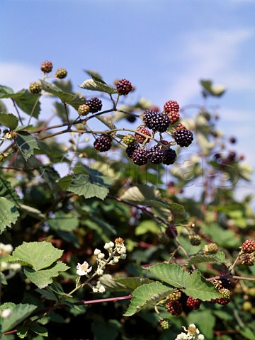 Blackberries growing