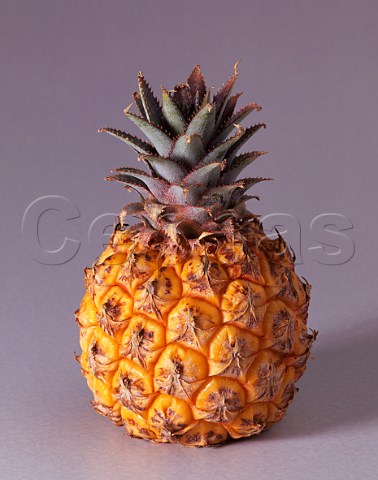 Queen pineapple
