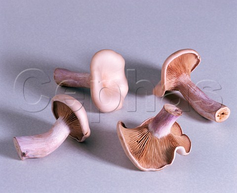 Blewit mushrooms