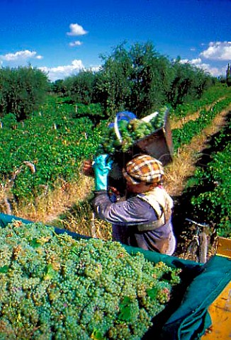 Harvest time in vineyard of Peaflor   Mendoza Argentina