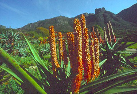 Aloe plants South Africa
