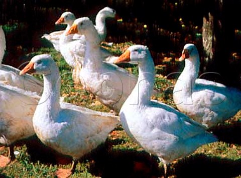 Geese at Muchelney Somerset