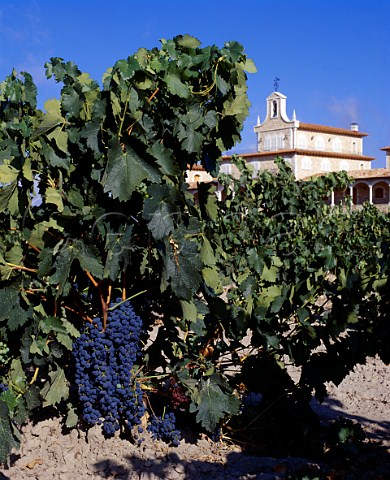 Tinto del Pas Tinto Fino  Tempranillo vineyard by Bodegas Arzuaga Quintanilla de Onsimo  Castilla y Len Spain  DO Ribera del Duero