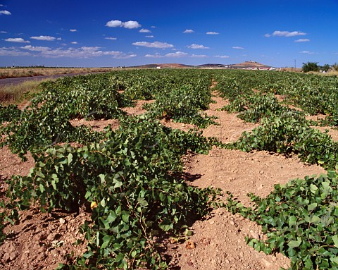 Vineyard of groundhugging Airn vines   Valdepeas CastillaLa Mancha Spain