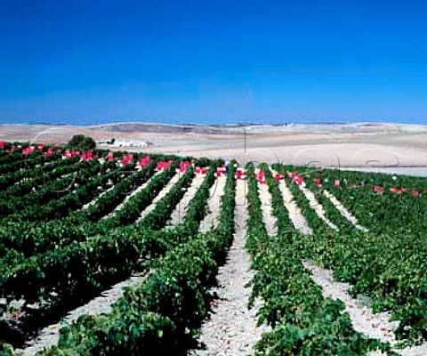 Harvesting Palomino Fino grapes in   vineyard of Gonzalez Byass  Jerez Andalucia Spain   Sherry
