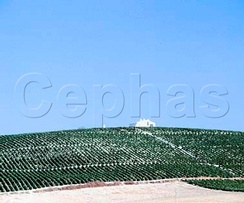 Sandeman vineyard Jerez Andalucia Spain Sherry