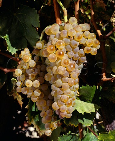 Ripe Pedro Ximenez grapes of Gonzalez Byass   Jerez Andalucia Spain   Sherry