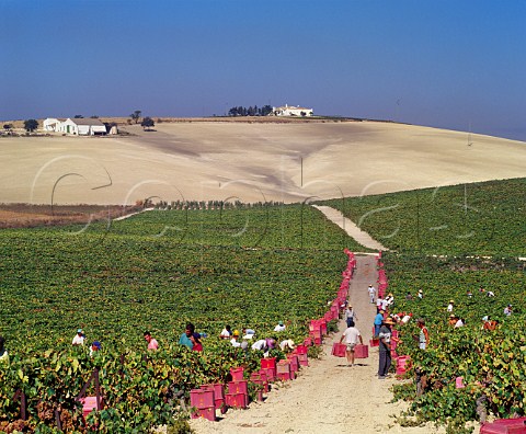Harvesting Palomino Fino grapes in Via Esteve of Gonzalez Byass Jerez Andaluca Spain Sherry