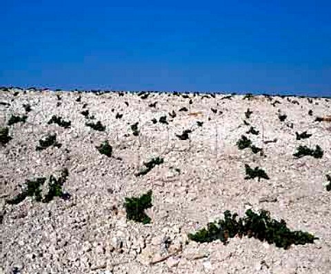 Young vines on the chalk soil of   Via La Canariera of Gonzalez Byass  Jerez Andalucia Spain  Sherry