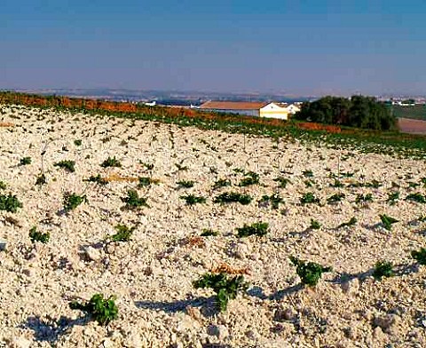 Young vines on the chalk soil of Via La Canariera   of Gonzalez Byass  Jerez Andaluca Spain    Sherry
