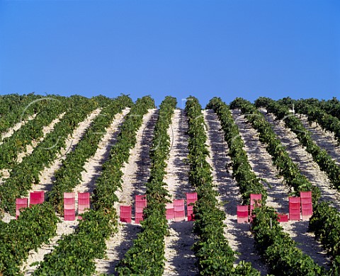 Boxes of harvested Palomino Fino grapes in Via Esteve of Gonzalez Byass  Jerez Andalucia Spain  Sherry