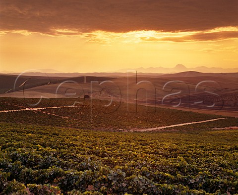 Sunrise over the Gibalbin vineyards of Antonio Barbadillo Gibalbin  Andaluca Spain 