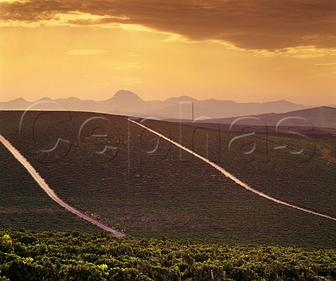 Sunrise over the Gibalbin vineyard of Antonio Barbadillo Gibalbin Andaluca Spain 