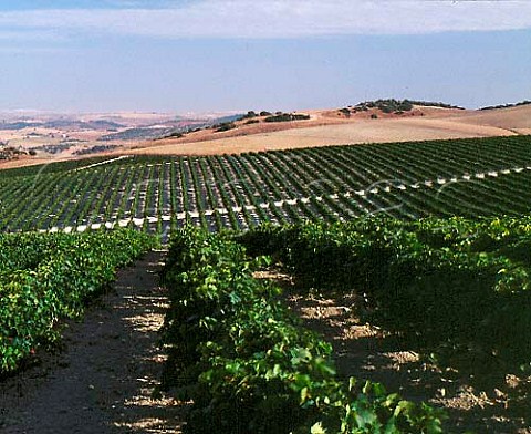 The Gibalbin vineyards of Antonio Barbadillo Gibalbin Andalucia Spain   
