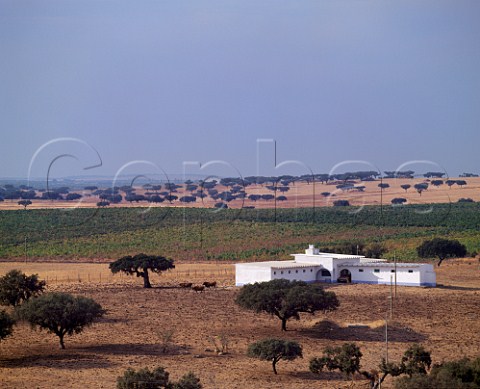 View over part of the vineyard of Herdade do Esporao Reguengos de Monsaraz Portugal    Alentejo
