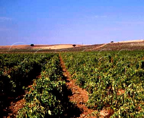 Vineyard of Herdade do Esporao   Reguengos de Monsaraz Portugal  Alentejo