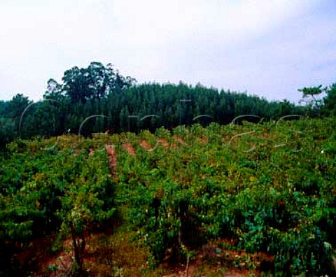 Typical vineyard in a forest clearing near Anadia   Portugal  Bairrada