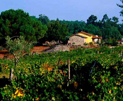 Vineyard near Silgueiros south of Viseu Portugal    Dao