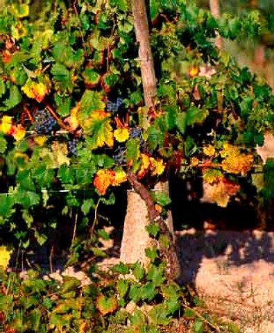 Granite post in vineyard near Silgueiros   south of Viseu Portugal  Dao