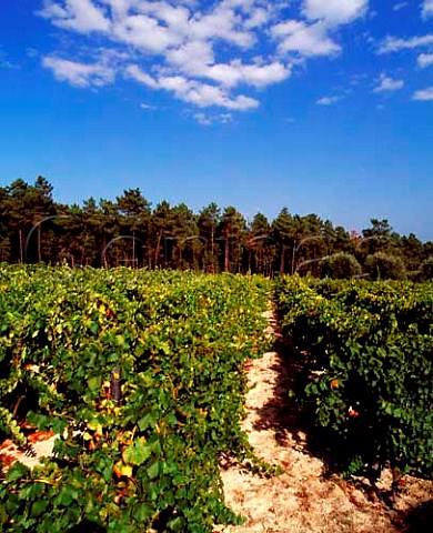 Vineyard and pine forest near Beijs south of   Viseu Portugal Do