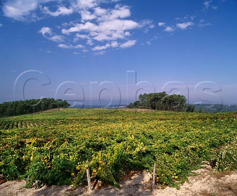 Granite posts in vineyard at Aguieira south of Viseu Portugal   Dao