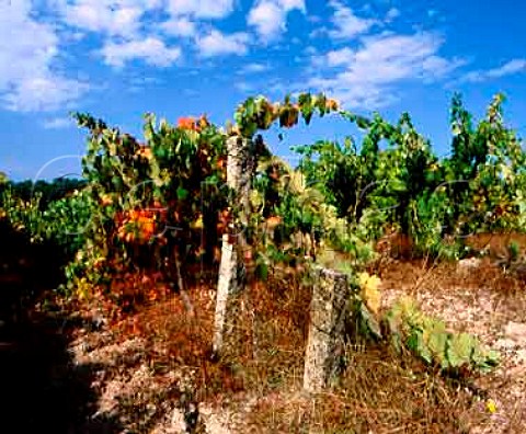 Granite posts in vineyard at Aguieira   south of Viseu Portugal Dao