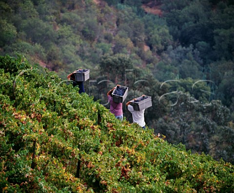 Carrying crates of grapes off the hill in the Santa Teresa vineyard of Quinta do Crasto  Ferrao near Pinhao Portugal Port  Douro