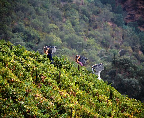 Carrying boxes of grapes off the hill in the   Santa Teresa vineyard of Quinta do Crasto  In the Douro Valley between Regua and Pinhao   Portugal     Port  Douro