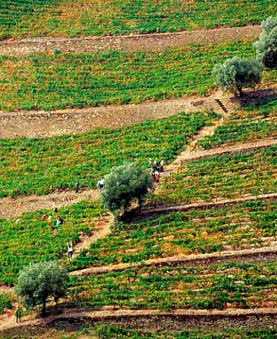 Harvest time in the Santa Teresa vineyard of Quinta   do Crasto in the Douro Valley between Rgua and   Pinho Portugal     Port  Douro