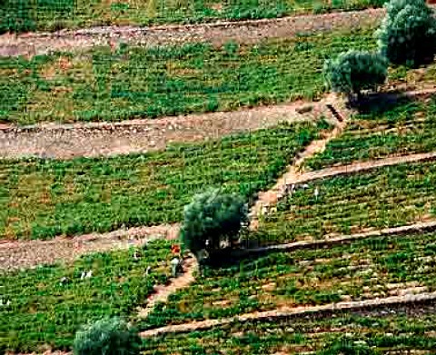 Harvest time in the Santa Teresa vineyard of Quinta   do Crasto  In the Douro Valley between Regua and   Pinho Portugal     Port  Douro