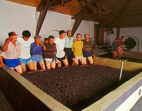 Treading grapes in lagar at Quinta do Crasto  In the Douro Valley between Rgua and Pinho   Portugal   Port  Douro