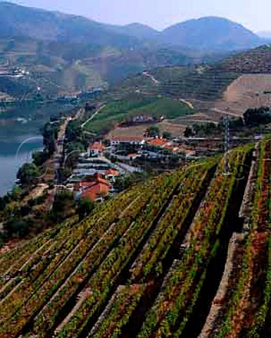Terraced vineyards of Taylors Quinta de Vargellas   high in the Douro Valley east of Pinho Portugal   Port