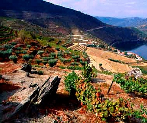 Vineyards of Taylors Quinta de Vargellas high in   the Douro Valley east of Pinho Portugal  Port