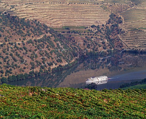 Cruise ship on the Douro River passing vineyard of Taylors Quinta de Vargellas High in the valley east of Pinho  Portugal Port