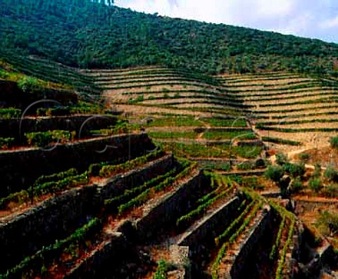 2 styles of vineyard terracing  the old style in   the foreground with the more recent widerspaced   beyond Taylors Quinta de Vargellas high   in the Douro valley east of Pinho Portugal Port